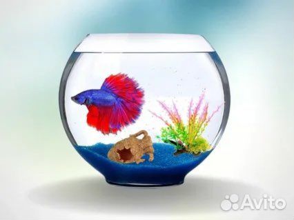 Рыба петушок