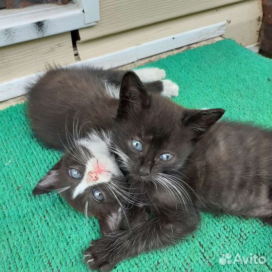 Кошка в дар бесплатно