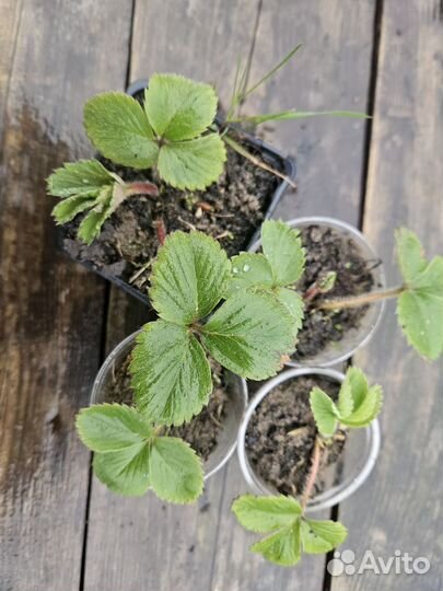 Рассада клубники в стаканах, укорененные усы