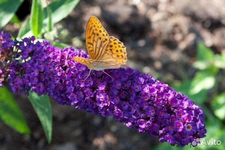 Будлеи Давидда разные цвета