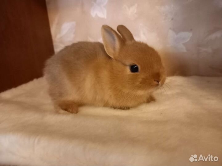 Карликовый кролик