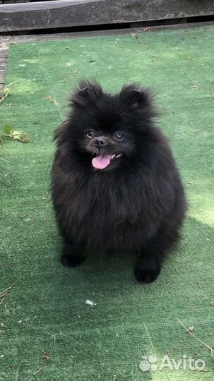 Померанский шпиц