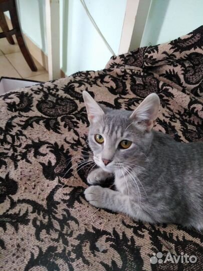Котенок