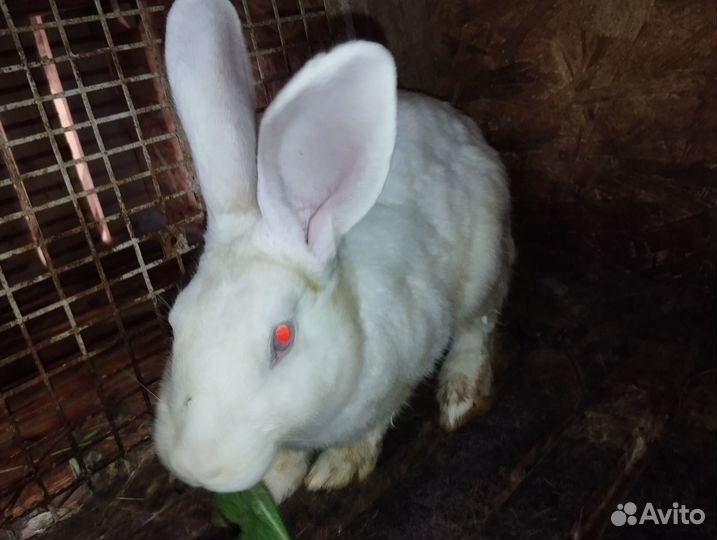 Кролики на мясо