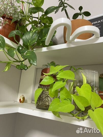 Комнатные растения