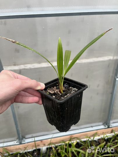 Трахикарпус форчуна