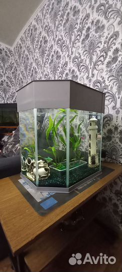 Аквариум