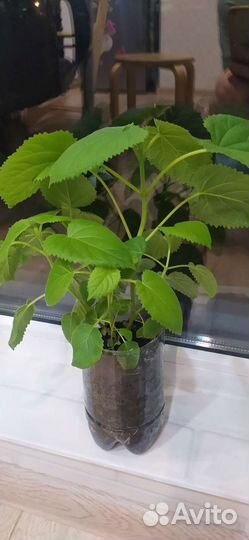 Павлония войлочная семена