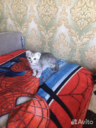 Британские