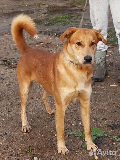 Собака в добрые руки