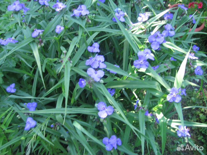 Садовые растения