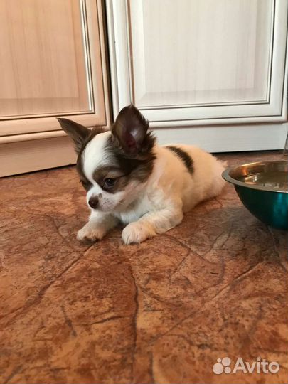 Мальчик д.ш чихуахуа