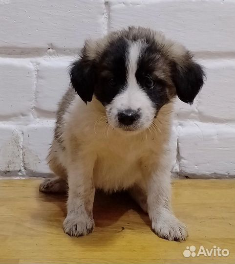 Маленькие собачки щенята в добрые руки