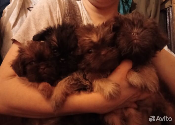 Брюссельский гриффон шоколад