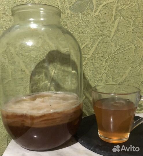 Чайный гриб (кабуча)