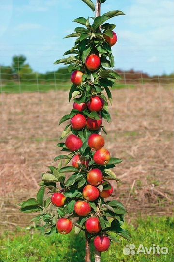 Саженцы плодовых :абрикос,персик,нектарин,алыча