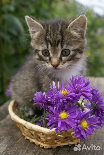 Котята в дар