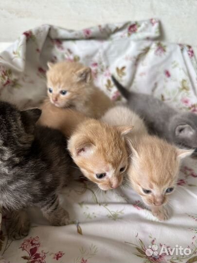 Котята в добрые руки даром