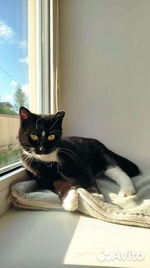 Кошка в дар бесплатно