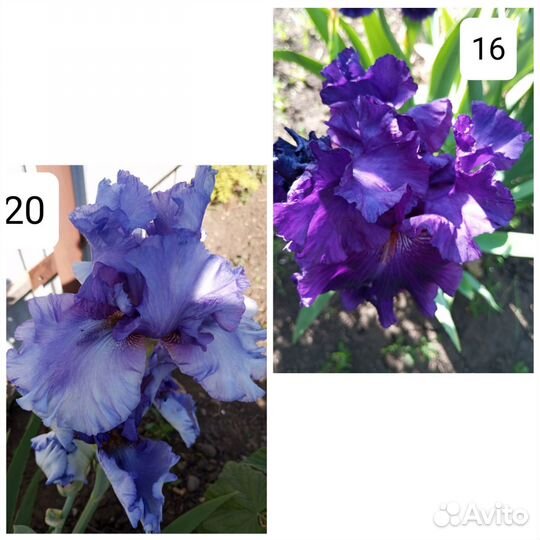 Ирисы бородатые сортовые крупные морозостойкие