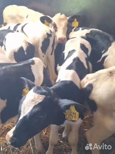 Бычки на откорм