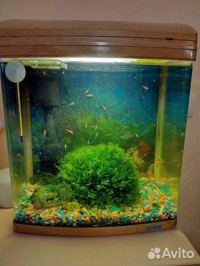 Аквариум