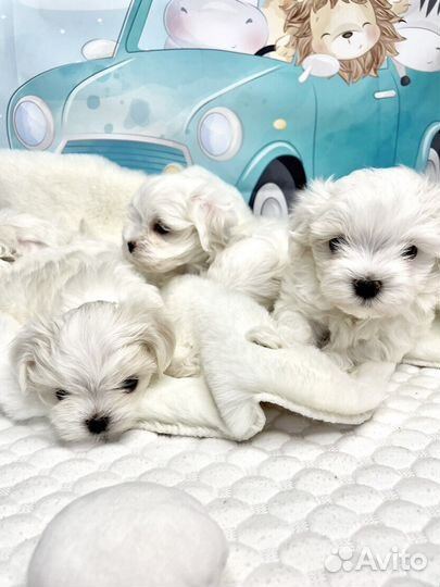 Щенки мальтийской болонки