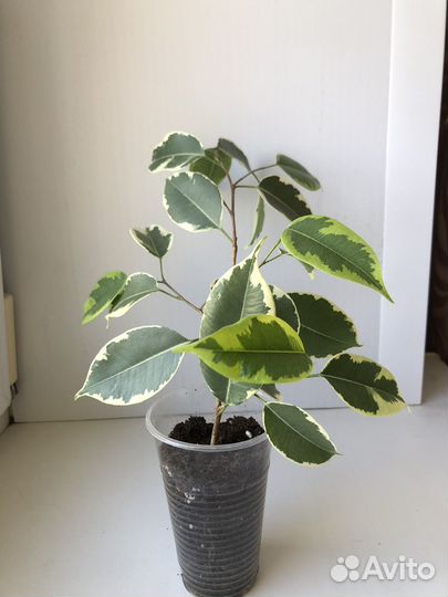 Фикус Бенджамина Бафт