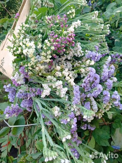 Статица сухоцвет