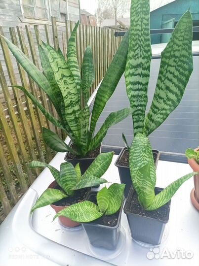 Комнатные цветы