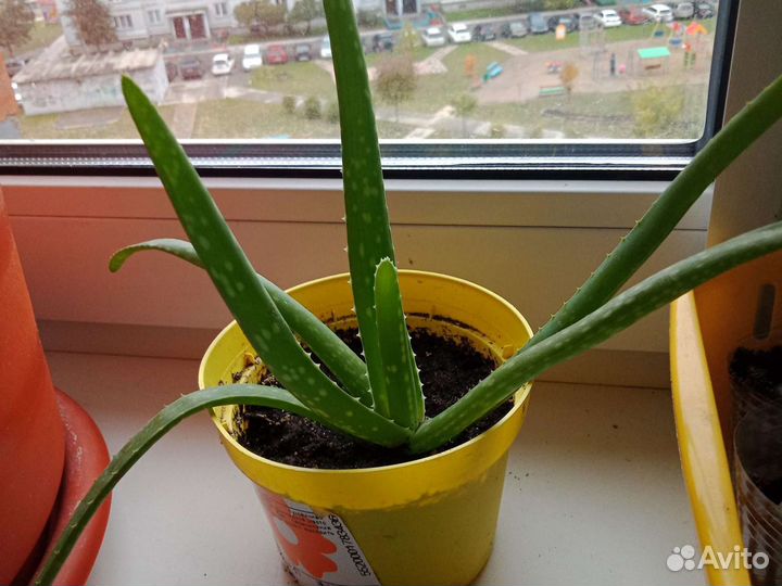 Алоэ, алоэ вера