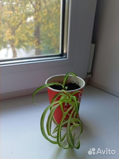 Хлорофитум хохлатый