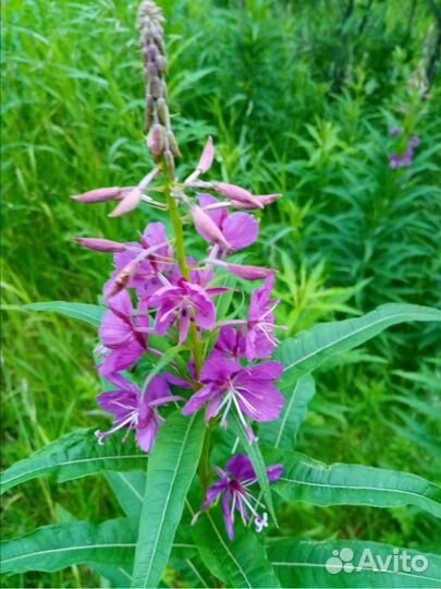 Иван-чай ферментированный сбор 2023 года - Сургут