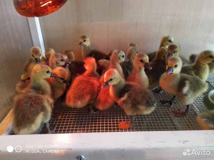 Гусята суточные