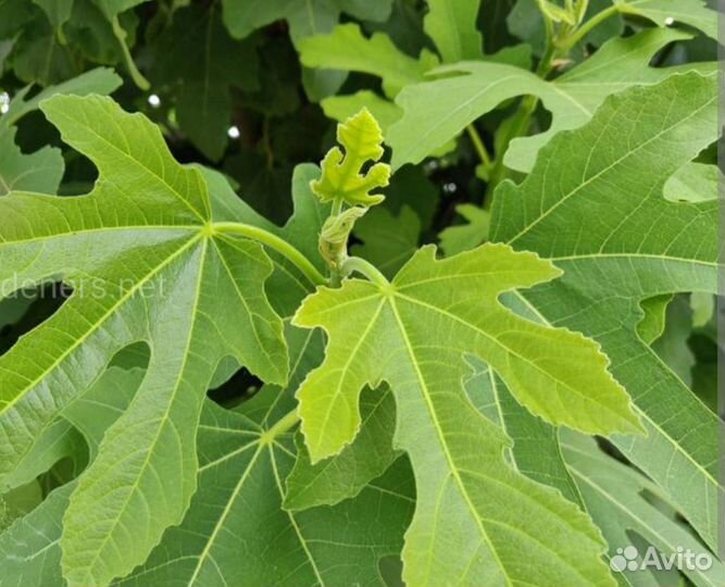 Листья инжира свежие