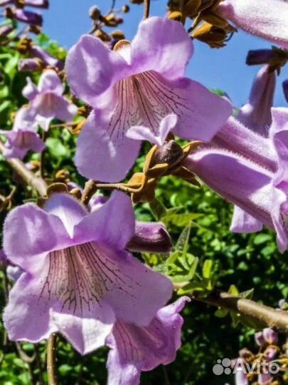 Павловния войлочная зкс