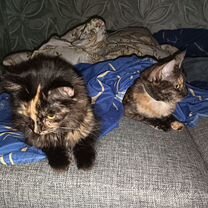 Взрослая кошка от частного владельца