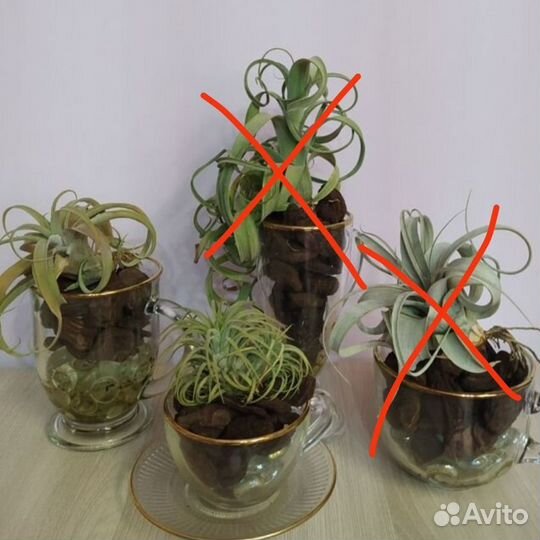 Тилландсии атмосферные