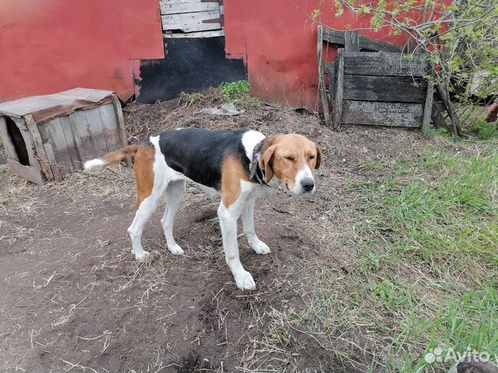 Охотничья собака