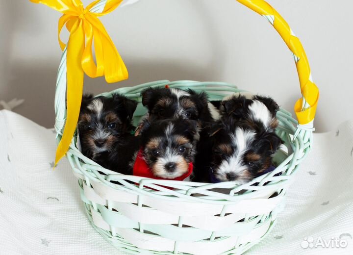 Щенки бивер йорка
