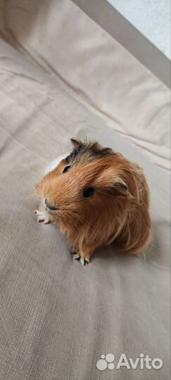 Морская свинка с клеткой