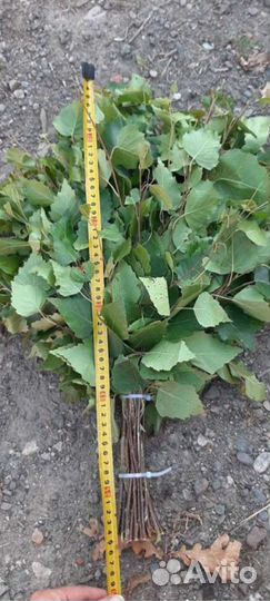 Березовые веники