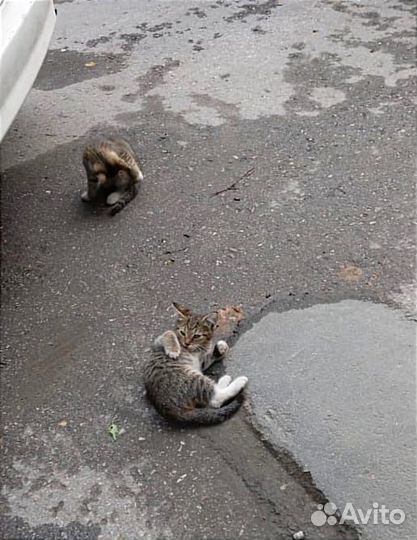 Замерзают ночами ласковые котята и кошечка