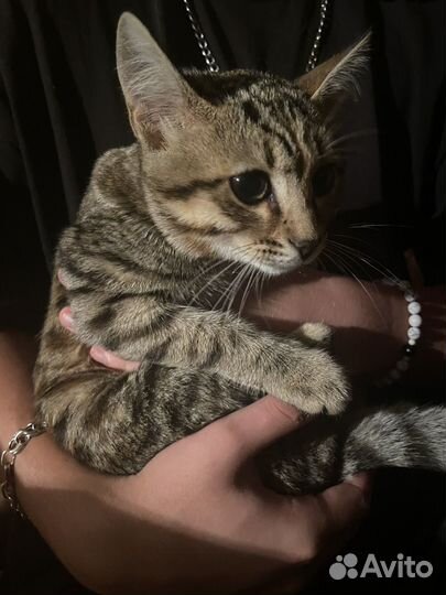 Отдам даром кошку