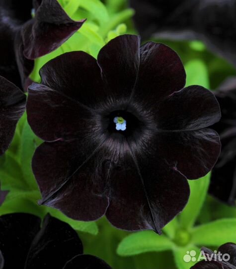 Рассада петунии