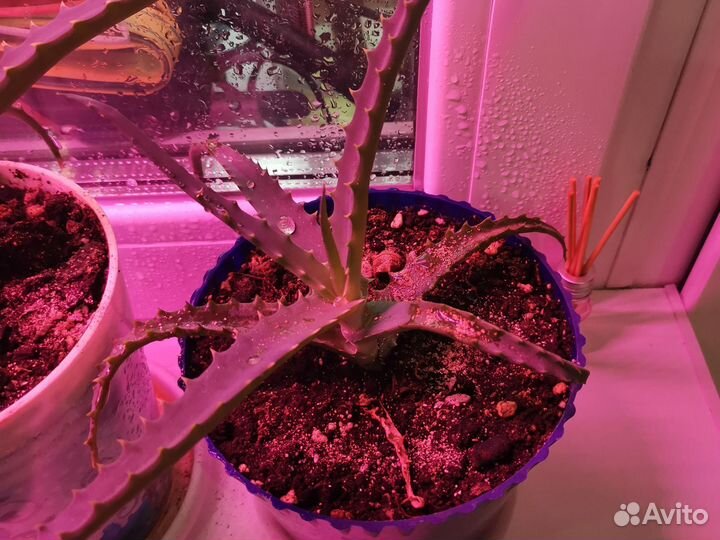 Алоэ лечебный