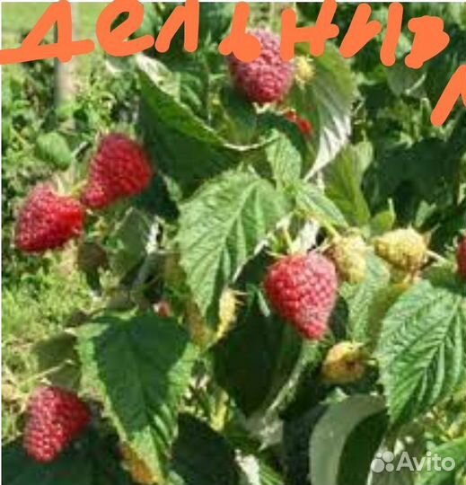 Малина сорт Дельнива, Маравила