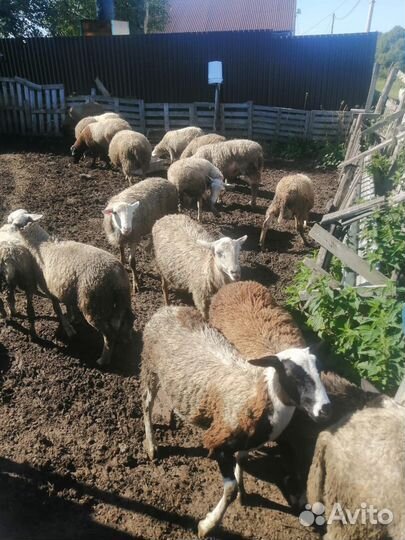 Катумские овцематки