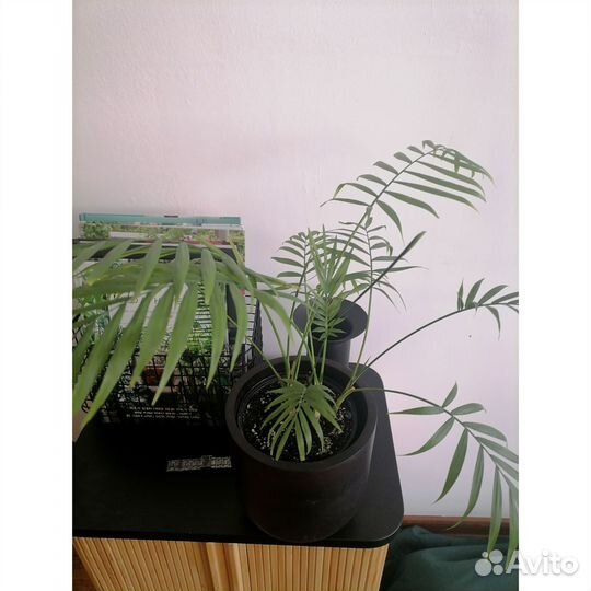 Комнатные растения