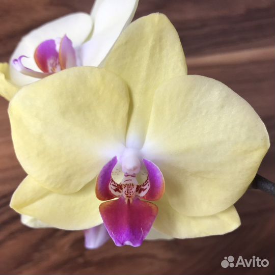 Орхидея фаленопсис